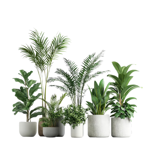 Plants
